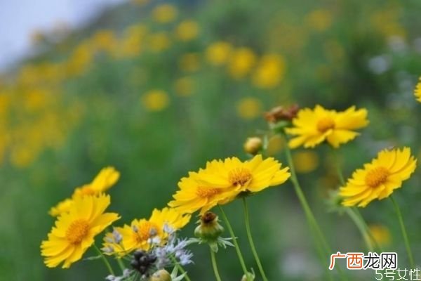 金鸡菊是一种什么植物呢 金鸡菊有什么作用呢