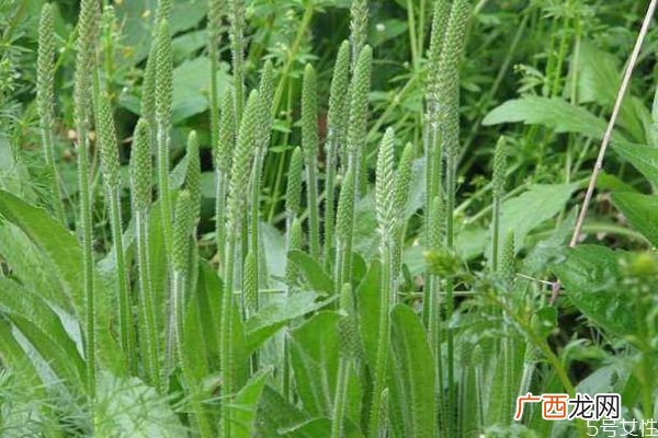 车前草是一种什么植物呢 车前草有什么作用呢