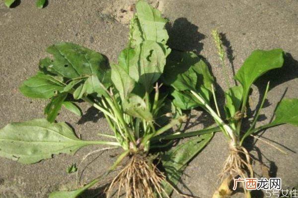 车前草是一种什么植物呢 车前草有什么作用呢