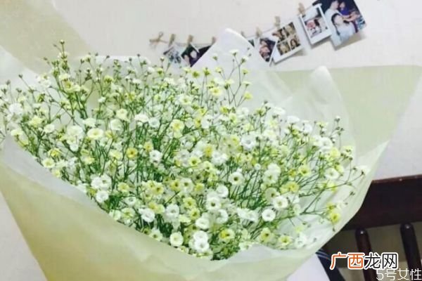 满天星是一种什么植物呢 满天星种植需要注意什么呢