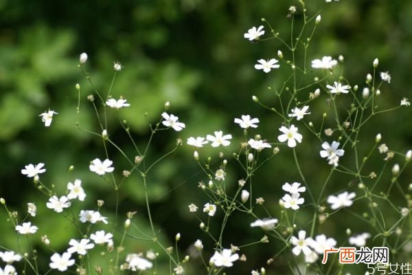 满天星是一种什么植物呢 满天星种植需要注意什么呢