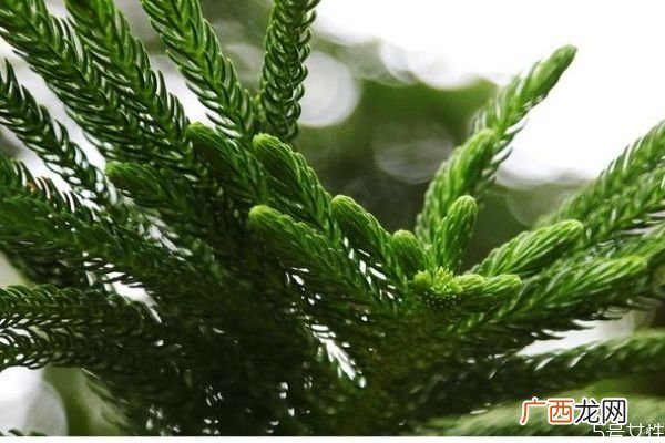南洋杉会开花吗 南洋杉有毒吗