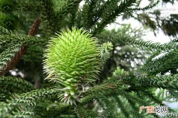 南洋杉是一种什么植物呢 南洋杉有什么作用呢