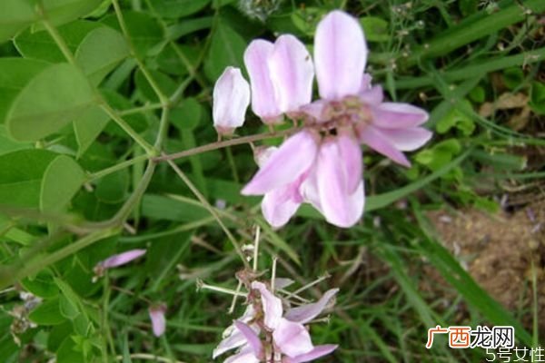 什么是花木蓝呢 花木蓝有什么作用呢