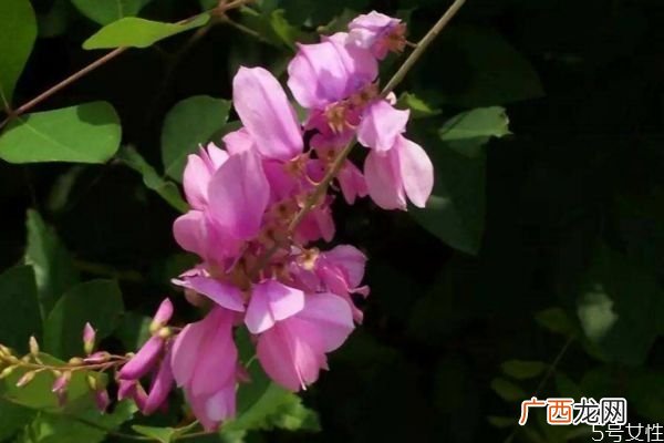 什么是花木蓝呢 花木蓝有什么作用呢