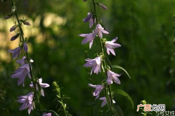 钓钟柳的花语是什么呢 钓钟柳的种植有什么注意的呢