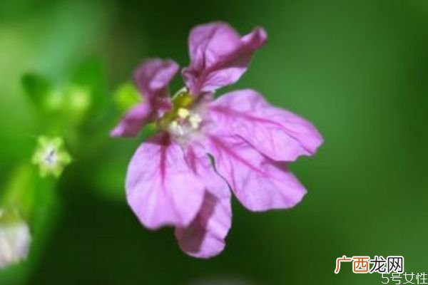 萼距花的花语是什么呢 萼距花的种植有什么注意的呢