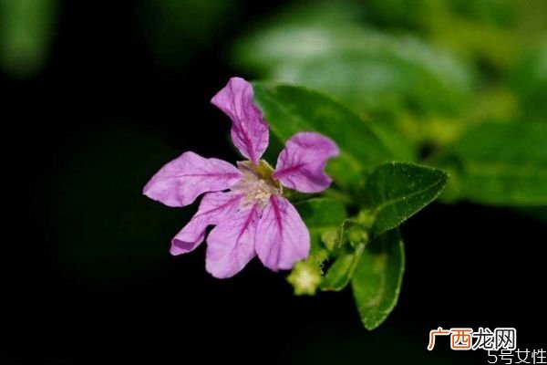 萼距花的花语是什么呢 萼距花的种植有什么注意的呢