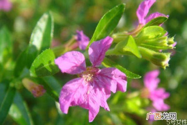 萼距花的花语是什么呢 萼距花的种植有什么注意的呢