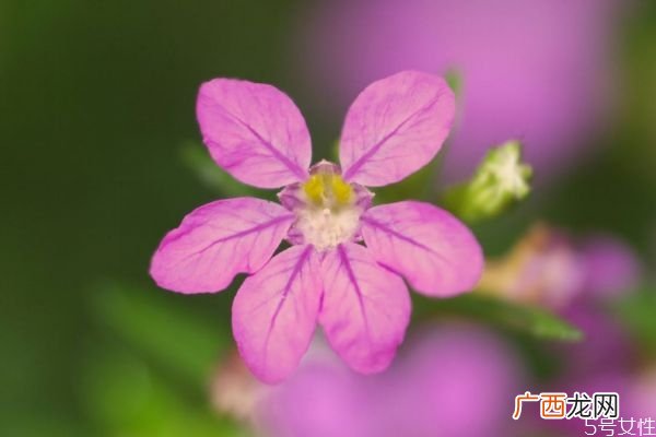什么是萼距花呢 萼距花有什么作用呢