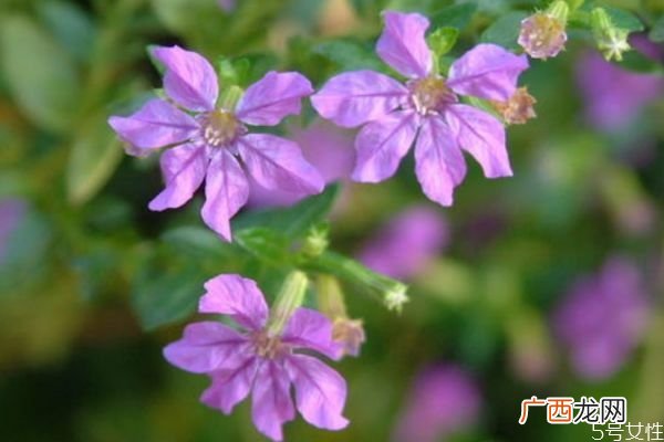 什么是萼距花呢 萼距花有什么作用呢