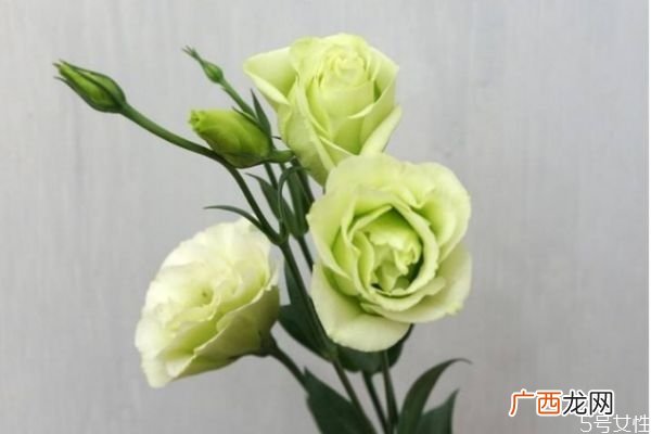 洋桔梗的花语是什么呢 洋桔梗的种植有什么注意的呢