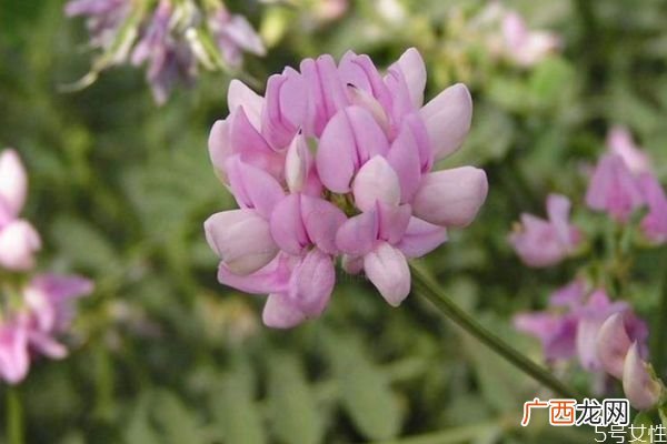 什么是小冠花呢 小冠花有什么作用呢