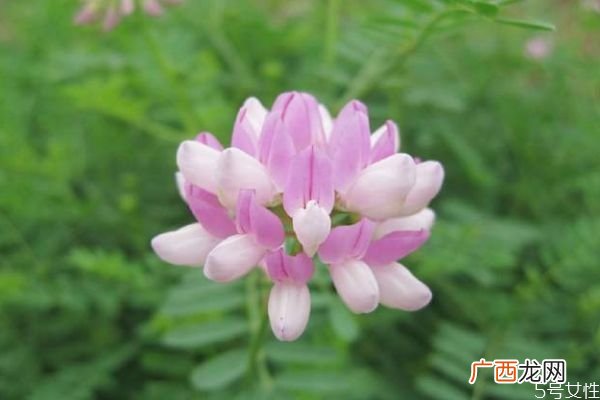 小冠花的花语是什么呢 小冠花的种植有什么注意的呢
