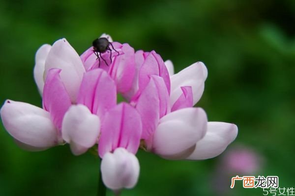 小冠花的花语是什么呢 小冠花的种植有什么注意的呢