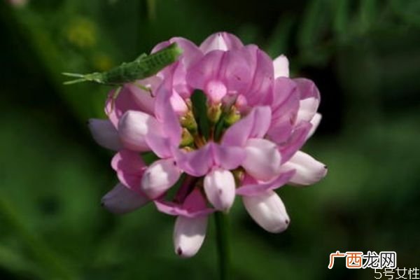 小冠花的花语是什么呢 小冠花的种植有什么注意的呢