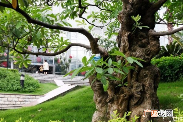 重阳木是一种什么植物呢 重阳木有什么作用呢