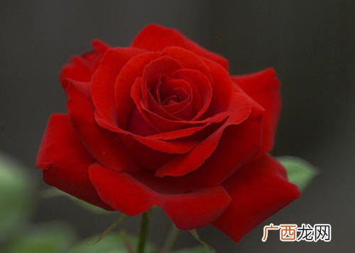 玫瑰花水养怎么养不蔫 玫瑰花水养能养几天