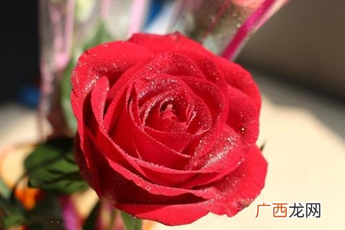 玫瑰花水养怎么养不蔫 玫瑰花水养能养几天
