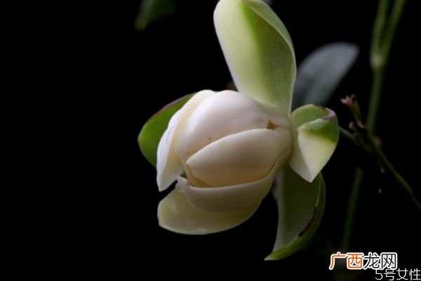 夜合花的花语是什么呢 夜合花的种植有什么注意的呢