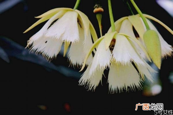 水石榕的花语是什么呢 水石榕的种植有什么注意的呢