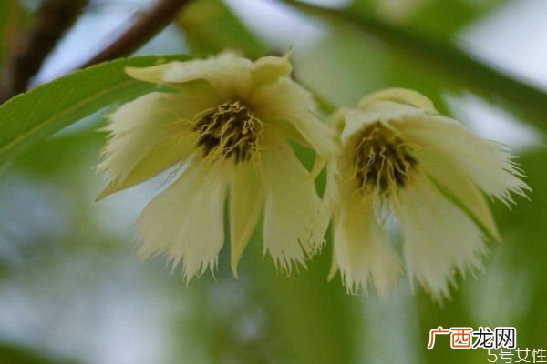 水石榕的花语是什么呢 水石榕的种植有什么注意的呢