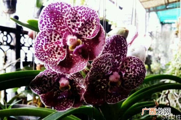 万代兰的花语是什么呢 万代兰的花期在什么时候呢