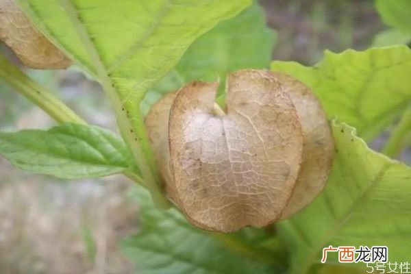 假酸浆是一种什么植物呢 假酸浆的主要有什么呢