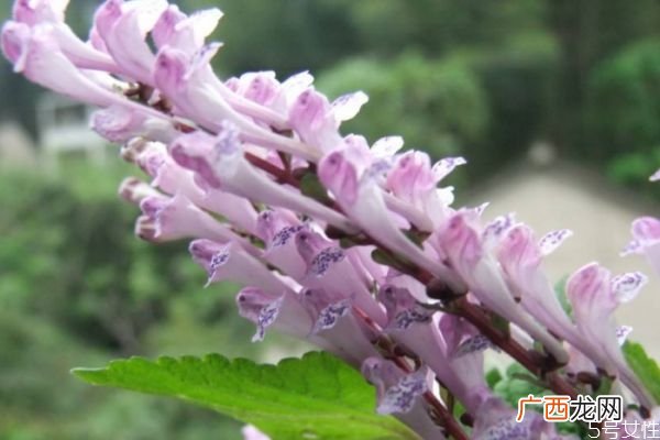 韩信草的花语是什么呢 韩信草种植要注意什么呢