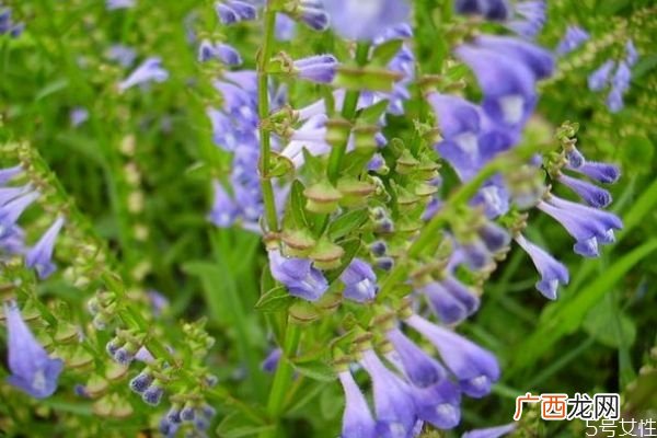 韩信草的花语是什么呢 韩信草种植要注意什么呢