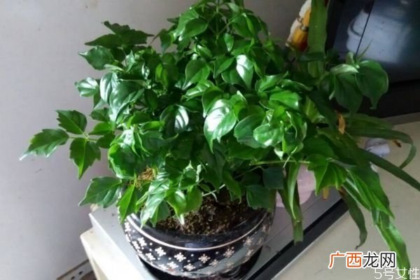 什么是富贵树呢 富贵树有什么作用呢