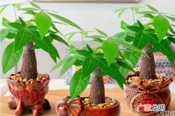 发财树好养吗 发财树的寓意是什么呢