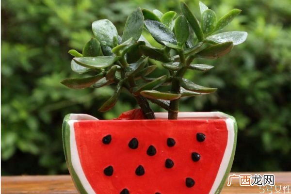 适合室内养殖的植物有什么呢 室内养殖植物怎么选择呢