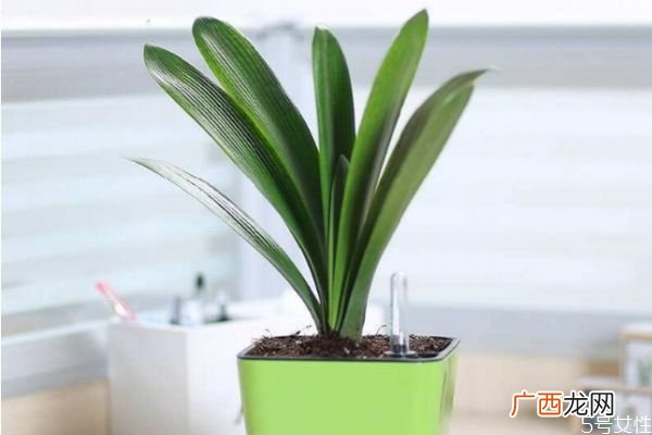 适合室内养殖的植物有什么呢 室内养殖植物怎么选择呢