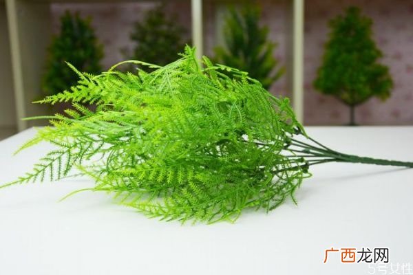 文竹的花语是什么呢 文竹的种植有什么注意呢