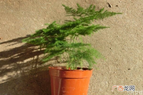 文竹的花语是什么呢 文竹的种植有什么注意呢