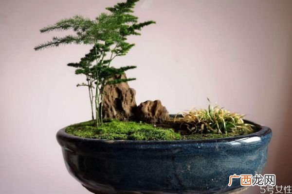 文竹的花语是什么呢 文竹的种植有什么注意呢
