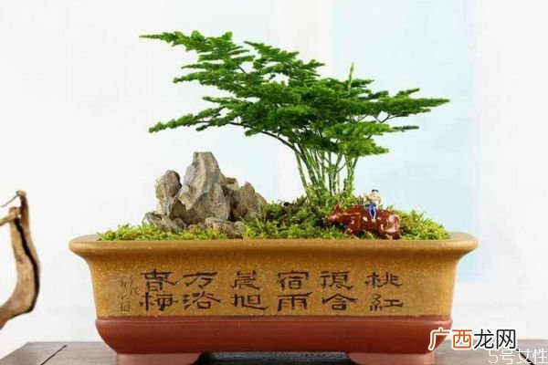 什么是文竹呢 文竹养在家里有什么好处呢