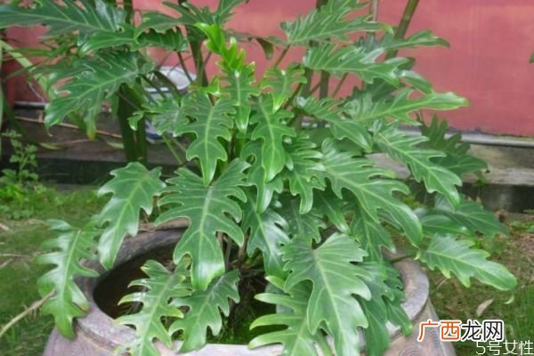 春羽是一种什么植物呢 养殖春羽有什么作用呢
