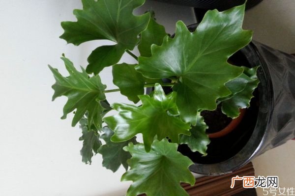 春羽的花语是什么呢 春羽的种植要注意什么呢