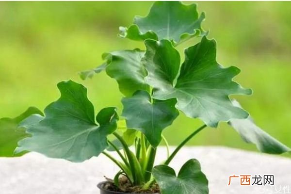春羽的花语是什么呢 春羽的种植要注意什么呢