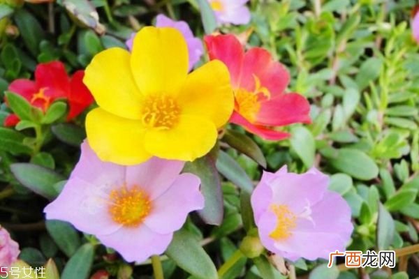 太阳花的花语是什么呢 太阳花多久需要浇一次水呢