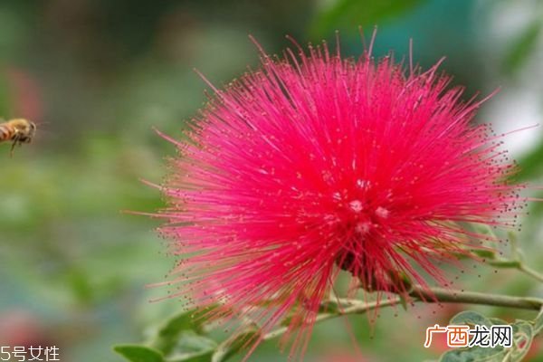 合欢花的花语是什么呢 合欢花可以泡茶吗