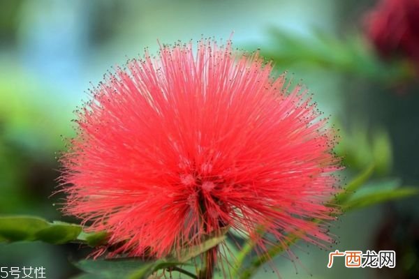 合欢花的花语是什么呢 合欢花可以泡茶吗