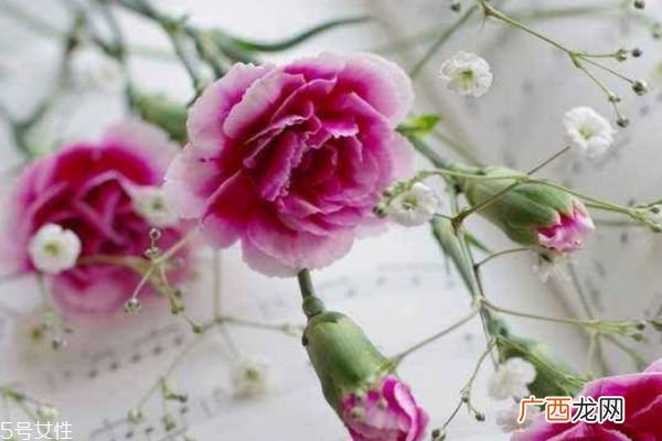 康乃馨的种类有什么呢 康乃馨应该怎么种植呢