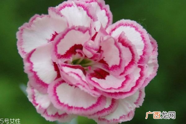 康乃馨的种类有什么呢 康乃馨应该怎么种植呢