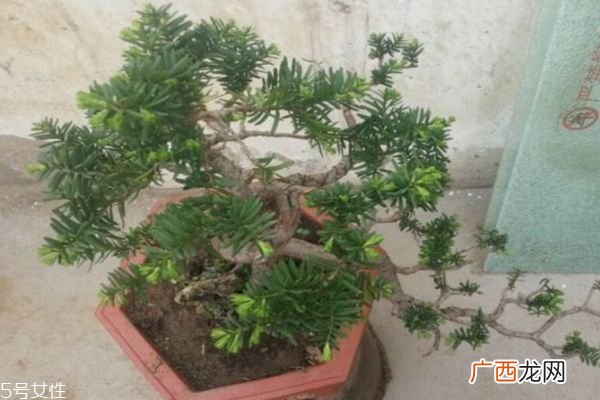 什么是枷罗木呢 枷罗木有什么作用呢