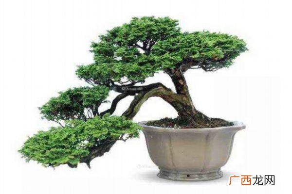 什么是枷罗木呢 枷罗木有什么作用呢