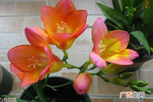 小苍兰的种类有什么呢 小苍兰的花语是什么呢