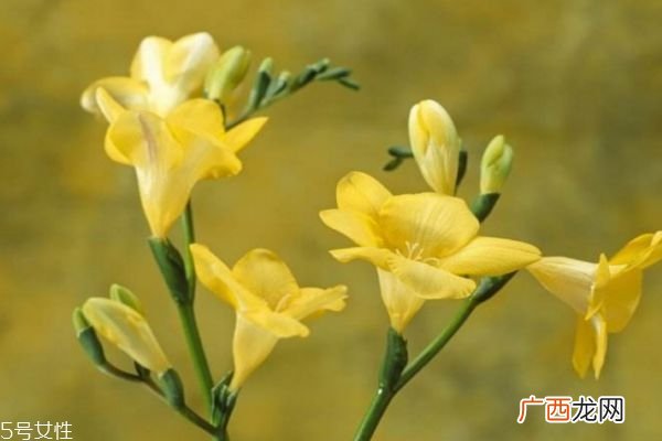 小苍兰的种类有什么呢 小苍兰的花语是什么呢